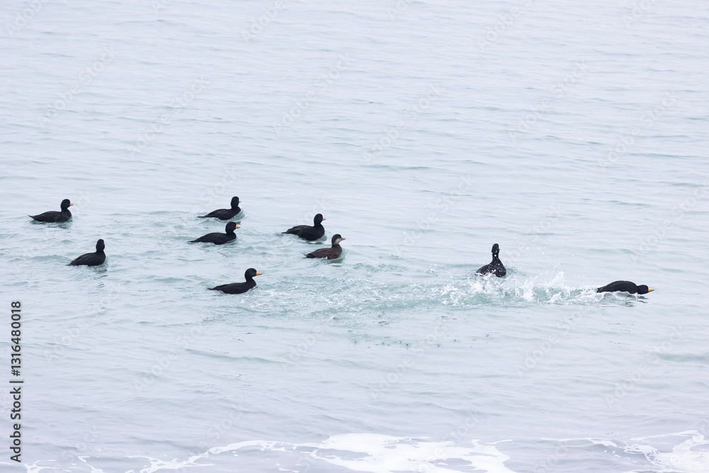 flock Black scoter birdfloats on the waves in the ocean