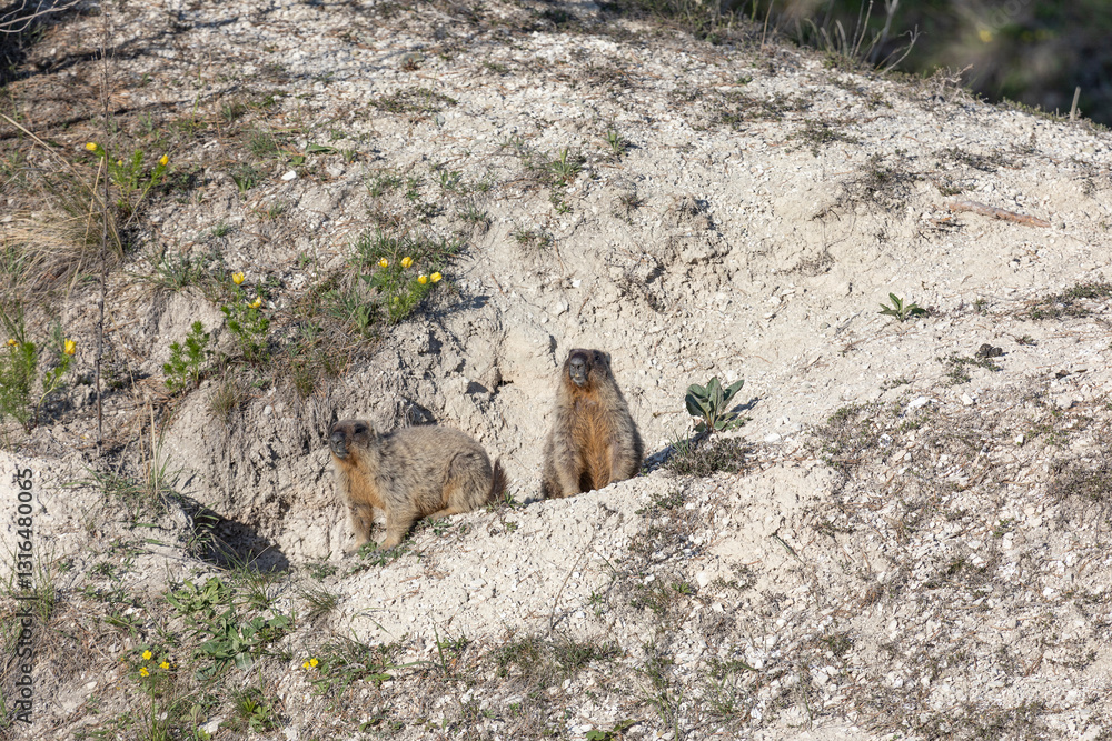 Two marmots stand near a hole