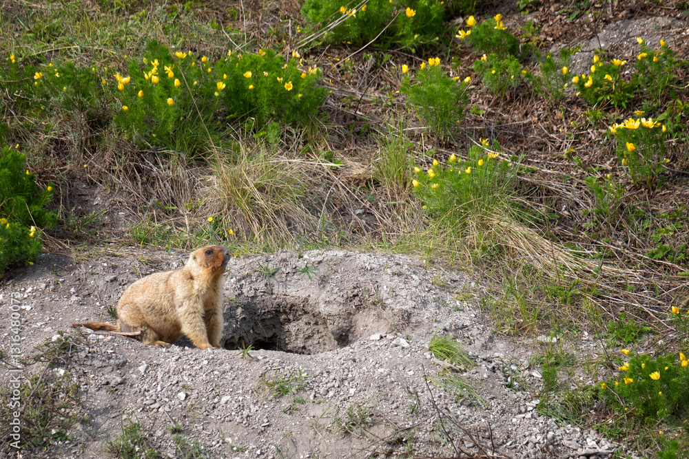 A marmot stands near a hole