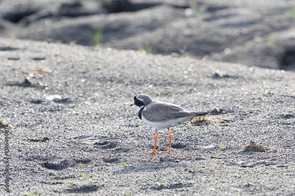 Common ringed plover on the sandy river bank