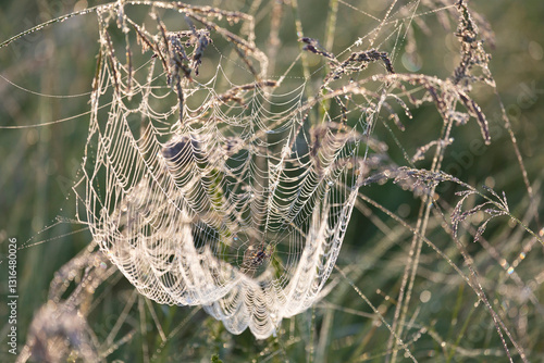 Obraz na płótnie Large web with a spider on a blade of grass in the morning in the fog close up w salonie