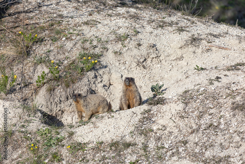 Obraz na płótnie Two marmots stand near a hole w salonie