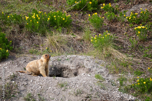 Obraz na płótnie A marmot stands near a hole w salonie