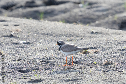 Obraz na płótnie Common ringed plover on the sandy river bank w salonie