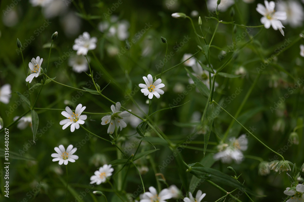 Small white flowers on a green background of foliage