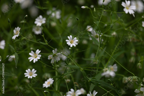 Obraz na płótnie Small white flowers on a green background of foliage w salonie