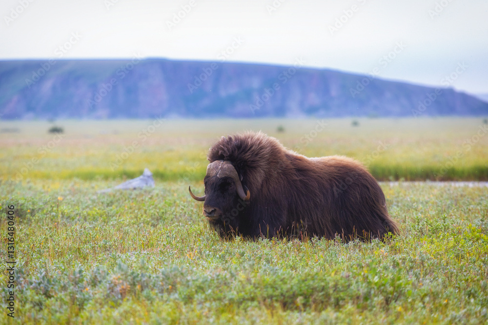 Male muskox in tundra. Republic of Sakha, Yakutia, Russia