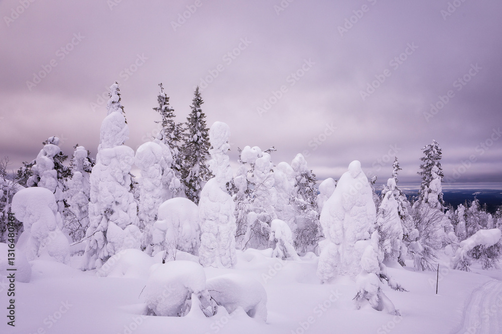 Landscape with winter snow-covered trees on sunset. Karelia. Russia