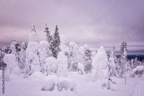Obraz na płótnie Landscape with winter snow-covered trees on sunset. Karelia. Russia w salonie