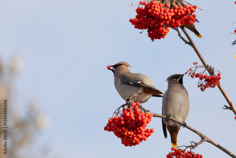 Waxwing winter passerine bird feeding on berries close up