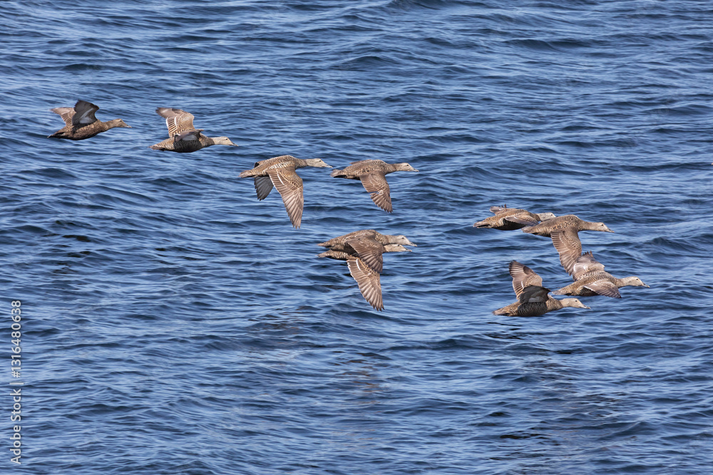 Eiders flying over the water, close-up