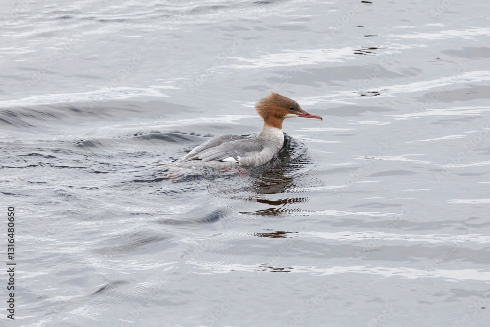 Mergus bird swims on the lake water