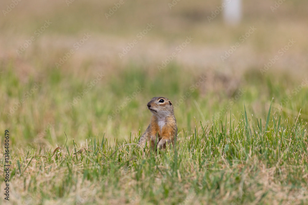 Gopher stands in the grass on a summer day close up