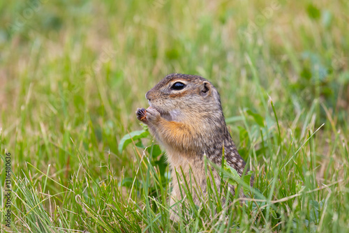 Obraz na płótnie Speckled ground squirrel animal standing in the grass eating something w salonie