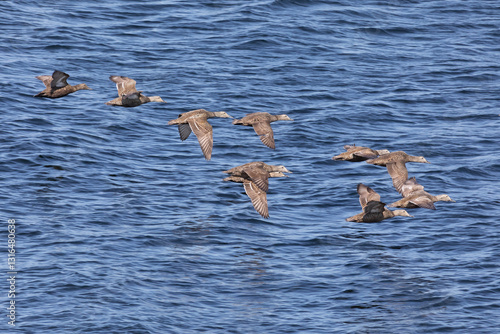 Obraz na płótnie Eiders flying over the water, close-up w salonie