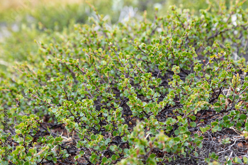 Obraz na płótnie Dwarf birch branches with green leaves w salonie