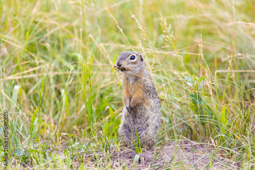 Obraz na płótnie Speckled ground squirrel animal standing in the grass eating something w salonie