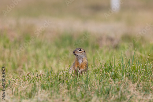 Obraz na płótnie Gopher stands in the grass on a summer day close up w salonie