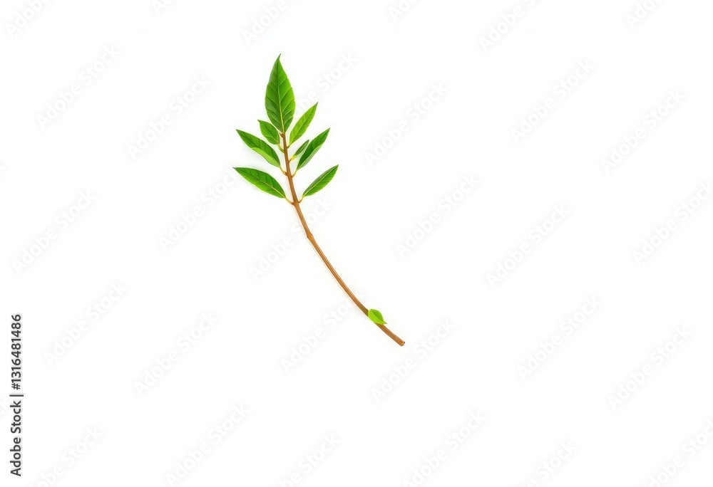 Fototapeta premium Single vibrant green plant, isolated on pure white background, green, vivid