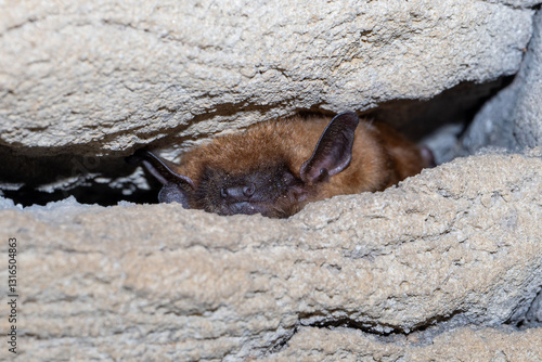 The big brown bat (Eptesicus fuscus) is a species of vesper bat distributed widely throughout North America