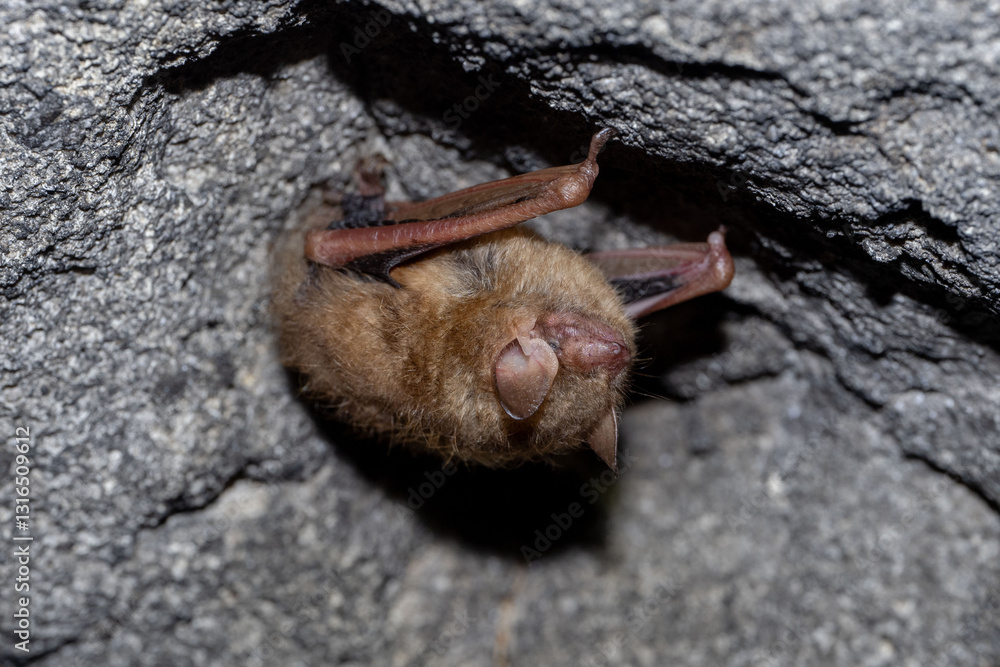 Obraz premium The tricolored bat (Perimyotis subflavus) or American perimyotis is a species of microbat native to eastern North America.