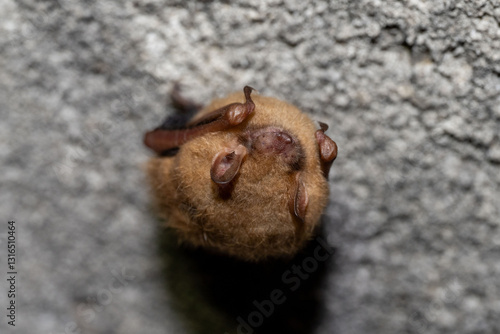 The tricolored bat (Perimyotis subflavus) or American perimyotis is a species of microbat native to eastern North America.