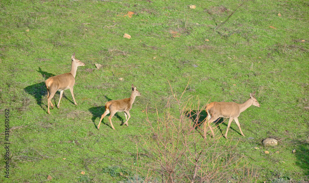 A family of deer in the wild featuring a doe and her fawns, Extremadura, Spain A family of deer in the wild featuring a doe and her fawns, Extremadura, Spain