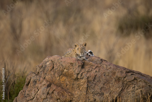 Leopard (Panthera pardus)  Pilanesberg Nature Reserve, South Africa