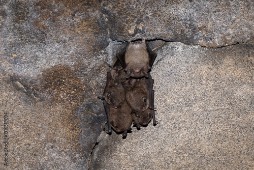 Indiana bat (Myotis sodalis) in torpor in a TN cave