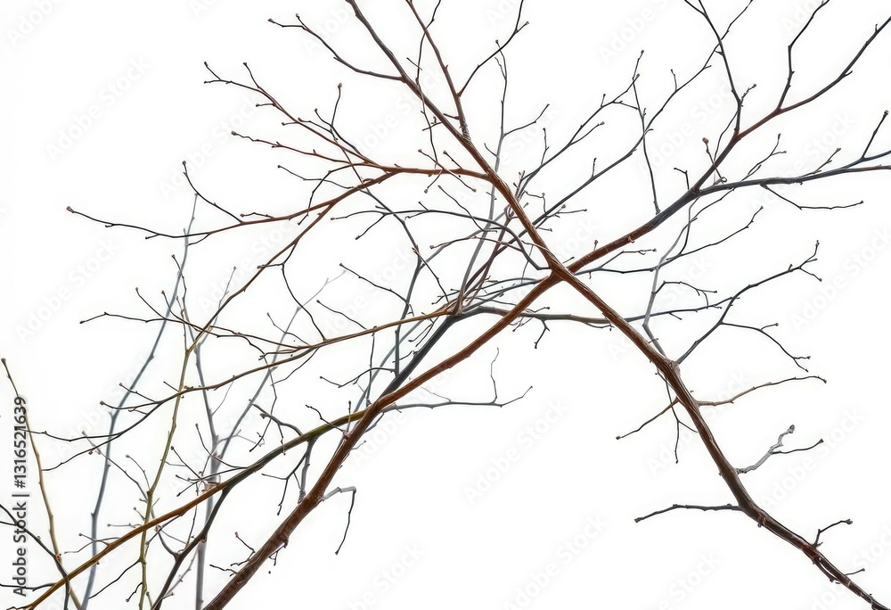 Delicate, intertwined bare branches against a pure white backdrop, backdrop, macro Delicate, intertwined bare branches against a pure white backdrop, backdrop, macro