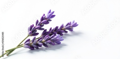 Isolated lavender branches with small buds on white surface, single, field