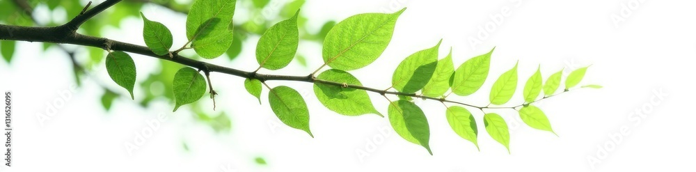 Long tree branch with leaves against a white background, greenery Long tree branch with leaves against a white background, greenery
