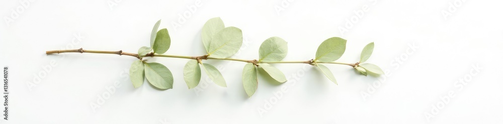 Fototapeta premium Long branch on white background with subtle shading, minimalist, elegant, shadow