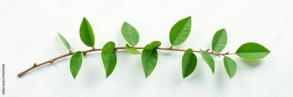 Fototapeta premium Long isolated branch with leaves against white wall, natural, branch