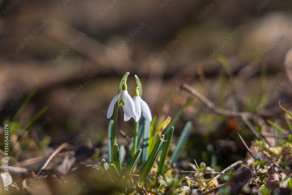 Spring white flower Snowdrop - Galanthus in wild forest Spring white flower Snowdrop - Galanthus in wild forest