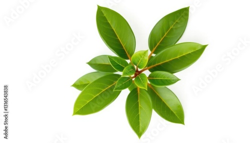 Wallpaper Mural Single vibrant green plant, isolated on pure white, illustration, shrub Torontodigital.ca