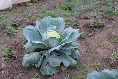 cabbage growing in the garden