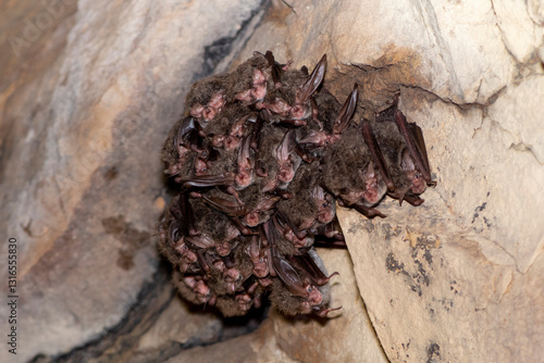 Rafinesque's big-eared bat (Corynorhinus rafinesquii) cluster in a Tennessee cave