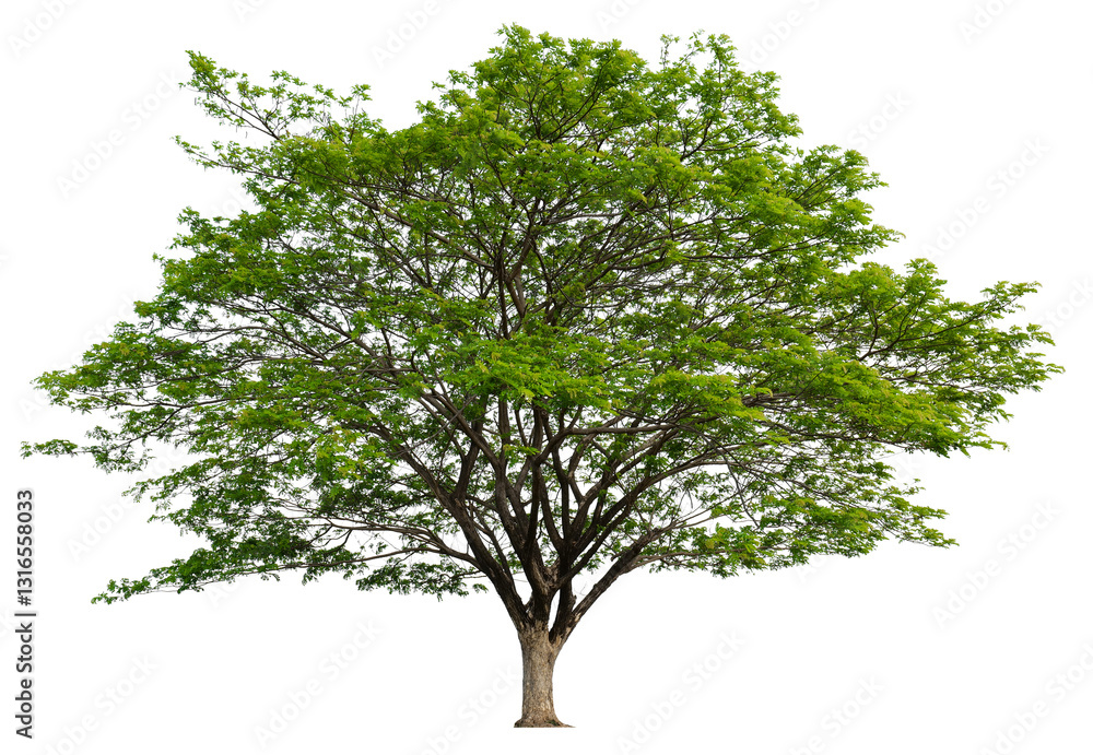 Obraz premium PNG single tree transparent background, high qaulity tree shoot by full frame camera, high resolution and sotf light easy to modifiy and drag to main project 