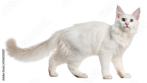 White Maine Coon Cat