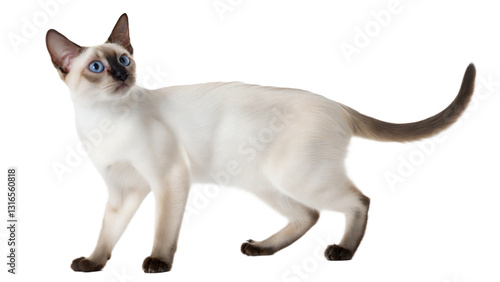 Elegant Siamese Cat