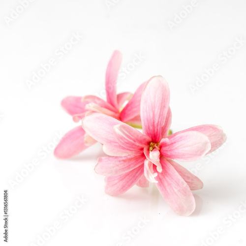 Rangoon creeper flower isolated on the white background 