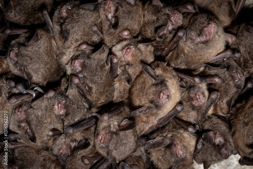 Macro closeup of an Indiana bat cluster in a Tennessee cave