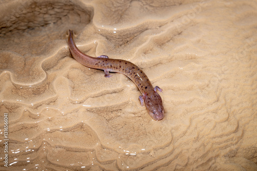 The Tennessee cave salamander (Gyrinophilus palleucus)