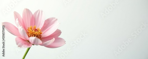Freshly picked flower with soft petals against a crisp white background, pure, greenery