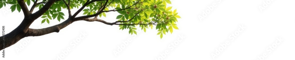 Long branches stretching from a tree trunk on a white background, branches, plant, tree Long branches stretching from a tree trunk on a white background, branches, plant, tree