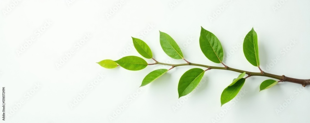 Obraz premium Long curved branch stretching on white surface with light, simple, clean, green