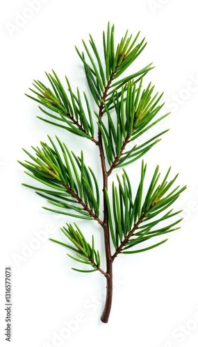 Twisted pine branch isolated on white background, wood, nature, serene