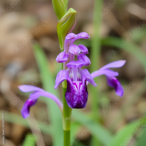 Early Purple Orchid Orchis mascula photo