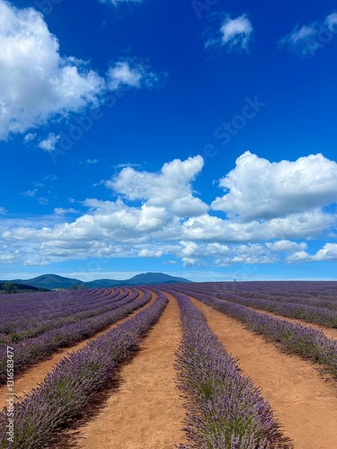 lavender farm